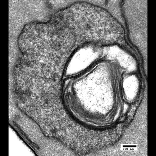  NCBI Organism:Saccharomyces cerevisiae; Cell Components:vacuole, ; Biological process:organelle organization, ;