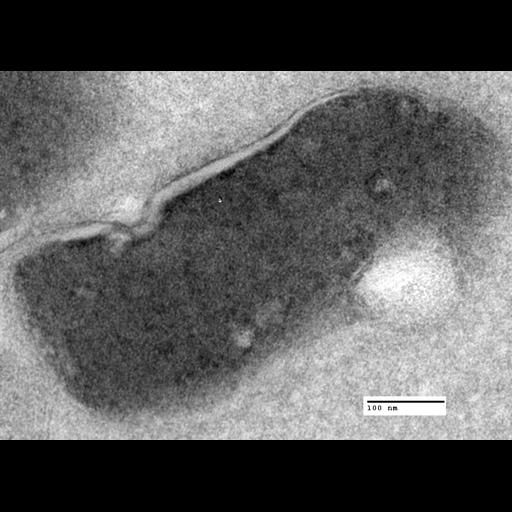  NCBI Organism:Saccharomyces cerevisiae; Cell Components:vacuole Biological process:organelle organization