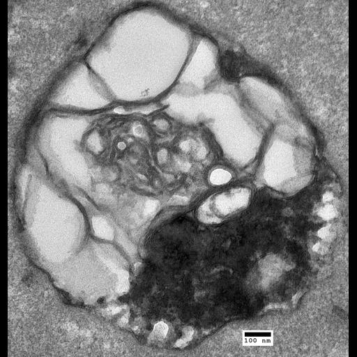  NCBI Organism:Saccharomyces cerevisiae; Biological process:organelle organization, ;