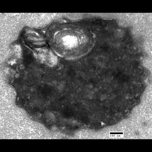  NCBI Organism:Saccharomyces cerevisiae; Cell Components:vacuole Biological process:organelle organization, ;