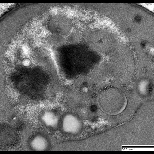  NCBI Organism:Saccharomyces cerevisiae; Cell Components:vacuole Biological process:organelle organization, ;