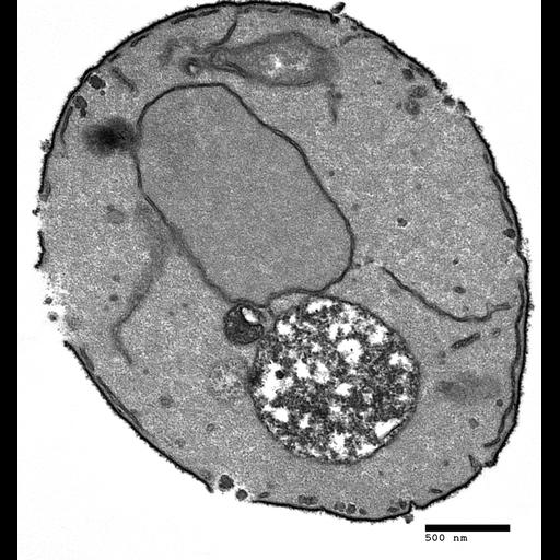  NCBI Organism:Saccharomyces cerevisiae; Cell Components:vacuole, nucleus; Biological process:organelle organization, ;