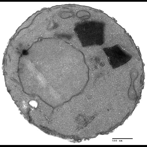  NCBI Organism:Saccharomyces cerevisiae; Cell Components:vacuole, nucleus; Biological process:organelle organization