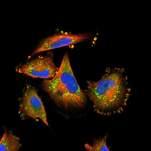  NCBI Organism:Homo sapiens; Cell Components:cytoplasm, nucleus, microtubule cytoskeleton, cytoplasmic vesicle; Biological process:organelle organization, cytoskeleton organization;