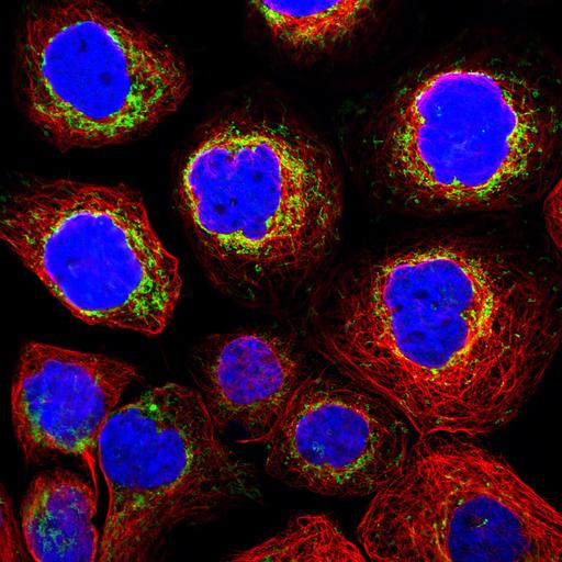  NCBI Organism:Homo sapiens; Cell Components:mitochondrion, microtubule cytoskeleton, nucleus; Biological process:organelle organization, cytoskeleton organization;