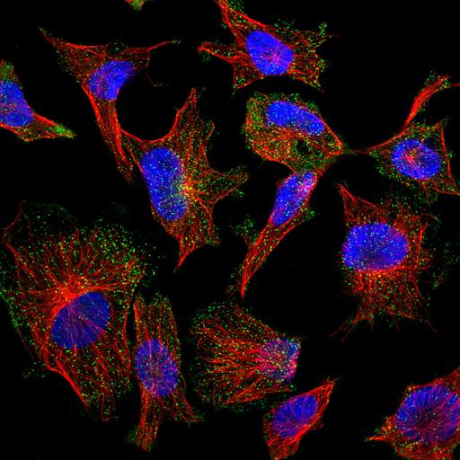  NCBI Organism:Homo sapiens; Cell Components:cytoplasmic vesicle, microtubule cytoskeleton, nucleus; Biological process:organelle organization, cytoskeleton organization;