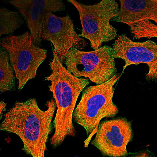  NCBI Organism:Homo sapiens; Cell Components:plasma membrane, cytoplasm, actin cytoskeleton, nucleus; Biological process:organelle organization, cytoskeleton organization;