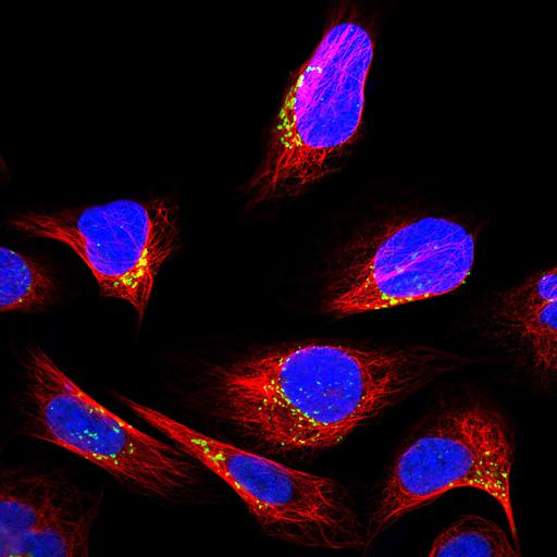  NCBI Organism:Homo sapiens; Cell Components:Golgi apparatus, nucleus, microtubule cytoskeleton; Biological process:organelle organization, cytoskeleton organization;