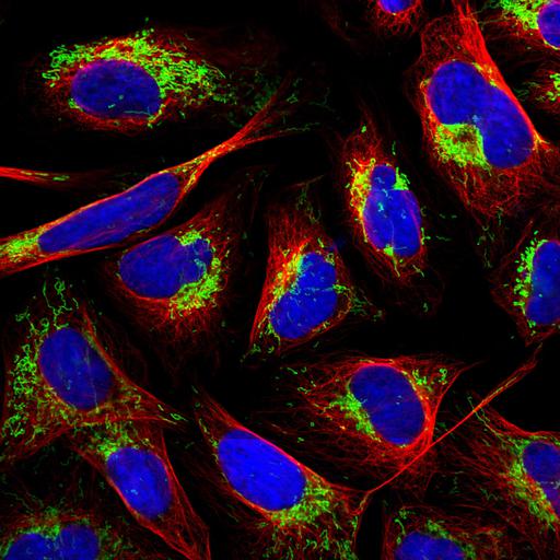  NCBI Organism:Homo sapiens; Biological process:organelle organization, cytoskeleton organization;