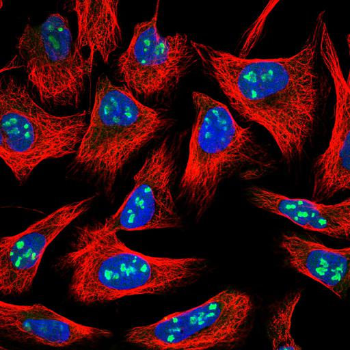  NCBI Organism:Homo sapiens; Cell Components:nucleus, microtubule cytoskeleton; Biological process:organelle organization, cytoskeleton organization;