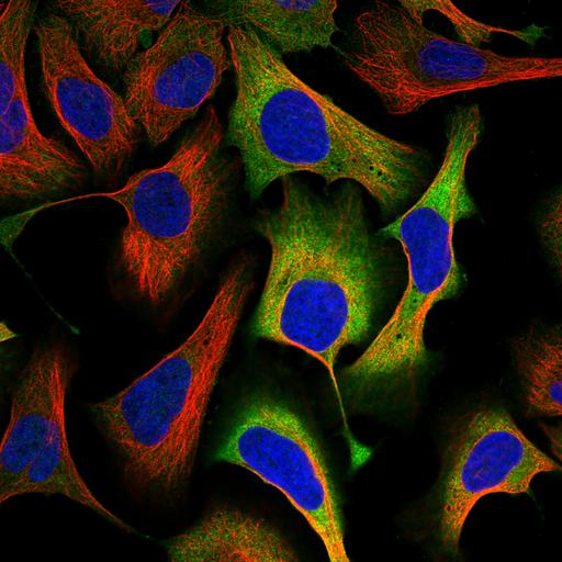  NCBI Organism:Homo sapiens; Cell Components:cytoplasm, plasma membrane, nucleus, microtubule cytoskeleton; Biological process:organelle organization, cytoskeleton organization;