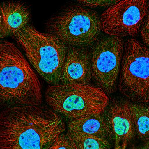  NCBI Organism:Homo sapiens; Cell Components:intermediate filament cytoskeleton, nucleus, microtubule cytoskeleton; Biological process:organelle organization, cytoskeleton organization;