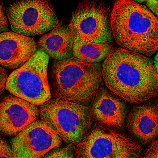  NCBI Organism:Homo sapiens; Cell Components:cytoplasm, nucleus, microtubule cytoskeleton; Biological process:organelle organization, cytoskeleton organization;