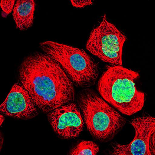  NCBI Organism:Homo sapiens; Cell Components:nucleus, microtubule cytoskeleton; Biological process:organelle organization, cytoskeleton organization;