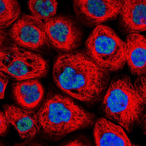  NCBI Organism:Homo sapiens; Cell Components:nucleus, microtubule cytoskeleton; Biological process:organelle organization, cytoskeleton organization;