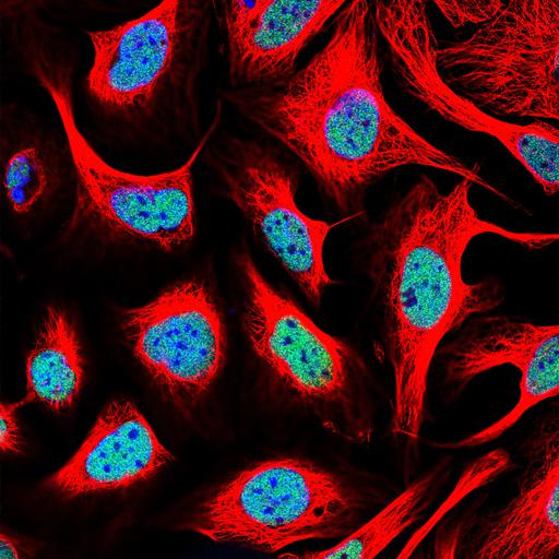  NCBI Organism:Homo sapiens; Cell Components:nucleus, microtubule cytoskeleton; Biological process:organelle organization, cytoskeleton organization;