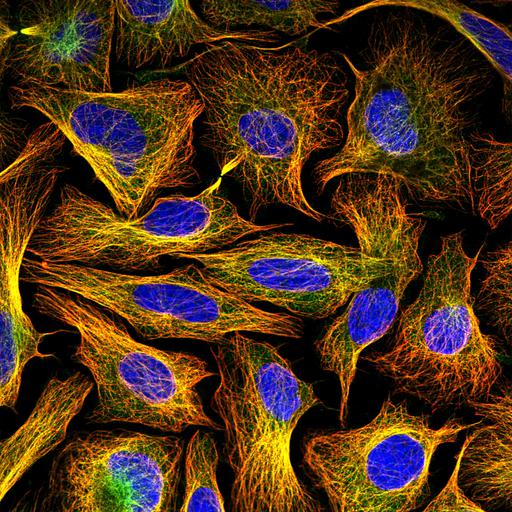  NCBI Organism:Homo sapiens; Cell Components:cytoplasm, microtubule cytoskeleton, nucleus; Biological process:organelle organization, cytoskeleton organization;