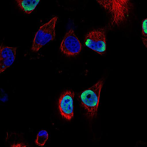  NCBI Organism:Homo sapiens; Cell Components:nucleus, microtubule cytoskeleton; Biological process:organelle organization, cytoskeleton organization;