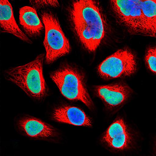  NCBI Organism:Homo sapiens; Cell Components:nucleolus, nucleus, microtubule cytoskeleton; Biological process:organelle organization, cytoskeleton organization;