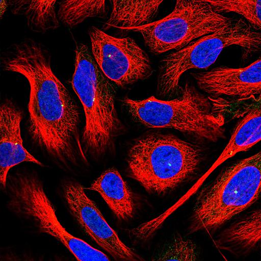  NCBI Organism:Homo sapiens; Cell Components:centrosome, nucleus, microtubule cytoskeleton; Biological process:organelle organization, cytoskeleton organization;