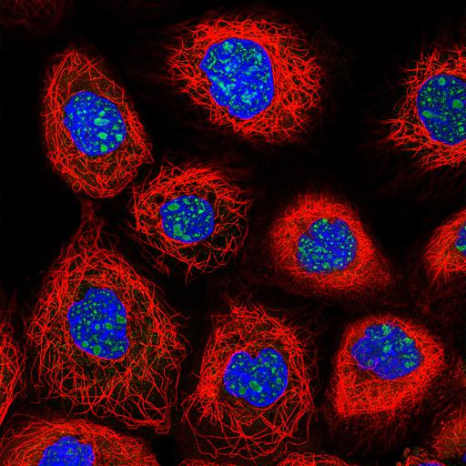  NCBI Organism:Homo sapiens; Cell Components:nucleolus, nucleus, microtubule cytoskeleton; Biological process:organelle organization, cytoskeleton organization, nucleus organization;