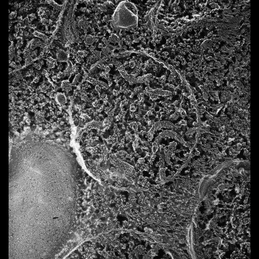  NCBI Organism:Paramecium multimicronucleatum; Cell Types:cell by organism, eukaryotic cell, , ; Cell Components:mitochondrion, mitochondrial membrane; Biological process:mitochondrion organization