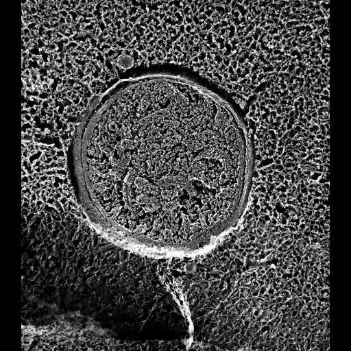  NCBI Organism:Paramecium multimicronucleatum; Cell Types:cell by organism, eukaryotic cell, , ; Cell Components:mitochondrial membrane, mitochondrial matrix, mitochondrial proton-transporting ATP synthase complex, catalytic core F(1); Biological process:mitochondrion organization