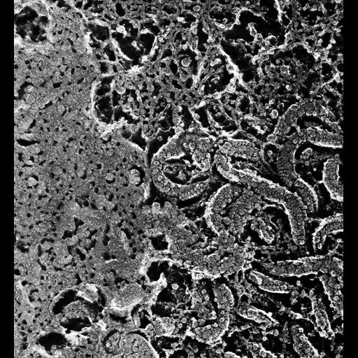  NCBI Organism:Paramecium multimicronucleatum; Cell Types:cell by organism, eukaryotic cell, , ; Cell Components:mitochondrial proton-transporting ATP synthase complex, catalytic core F(1), mitochondrion; Biological process:regulation of mitochondrion organization