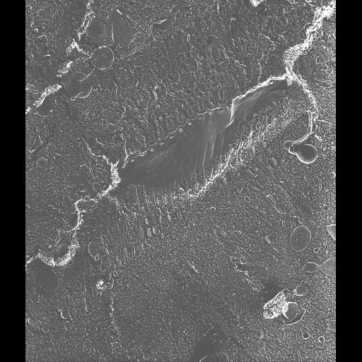  NCBI Organism:Paramecium multimicronucleatum; Cell Types:cell by organism, eukaryotic cell, , ; Cell Components:oral apparatus, microtubule associated complex; Biological process:oral apparatus organization