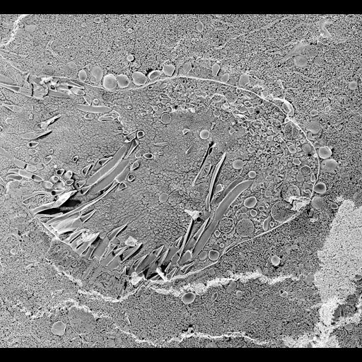  NCBI Organism:Paramecium multimicronucleatum; Cell Types:cell by organism, eukaryotic cell, , ; Cell Components:pre-autophagosomal structure membrane, vesicle membrane, oral apparatus; Biological process:oral apparatus organization, membrane to membrane docking;