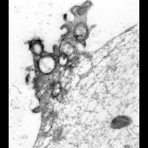  NCBI Organism:Paramecium multimicronucleatum; Cell Types:cell by organism, eukaryotic cell, , ; Cell Components:food vacuole, early phagosome, vesicle membrane; Biological process:vesicle docking, digestive system process;