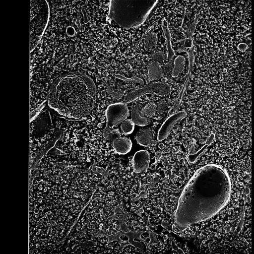  NCBI Organism:Paramecium multimicronucleatum; Cell Types:cell by organism, eukaryotic cell, , ; Cell Components:vesicle membrane, cytoplasm, endoplasmic reticulum membrane; Biological process:post-Golgi vesicle-mediated transport, vesicle docking involved in exocytosis, vesicle fusion;