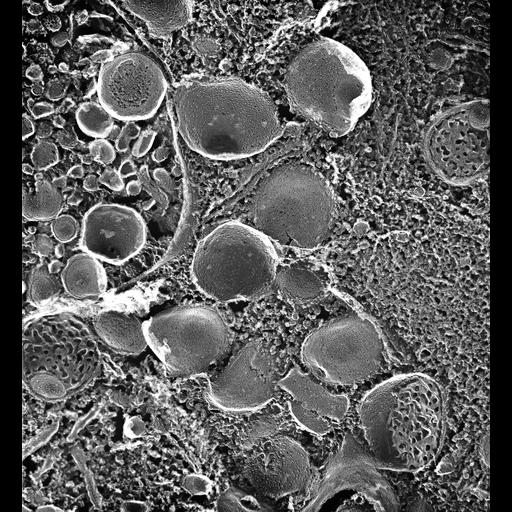  NCBI Organism:Paramecium multimicronucleatum; Cell Types:cell by organism, eukaryotic cell, , ; Cell Components:early phagosome, vesicle membrane; Biological process:vesicle docking, digestive system process;