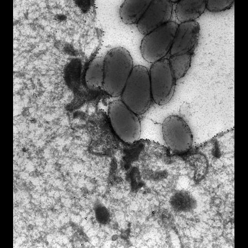  NCBI Organism:Paramecium multimicronucleatum; Cell Types:cell by organism, eukaryotic cell, , ;