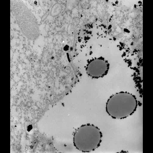  NCBI Organism:Paramecium multimicronucleatum; Cell Types:cell by organism, eukaryotic cell, , ; Cell Components:phagolysosome Biological process:digestive system process