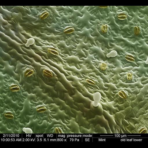  NCBI Organism:Lamiaceae; Cell Types:epidermal cell Biological process:respiratory gaseous exchange, regulation of water loss via skin;