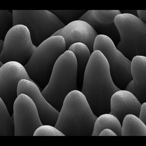  NCBI Organism:Mazus; Cell Types:epidermal cell Cell Components:cell surface