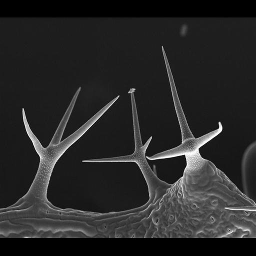  NCBI Organism:Arabidopsis; Cell Types:epidermal cell