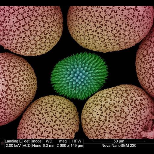  NCBI Organism:Porifera; Cell Components:cell surface, ; Biological process:, ;