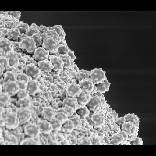  NCBI Organism:Juniperus ashei; Cell Components:pollen coat Biological process:recognition of pollen