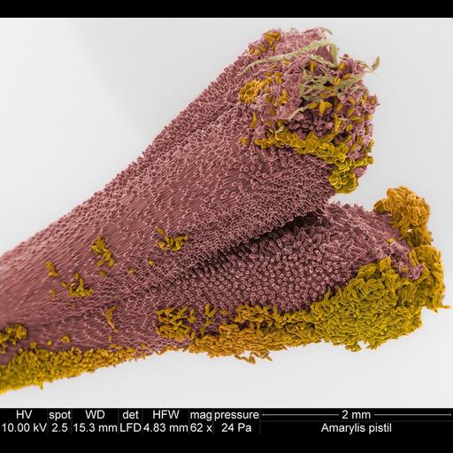  NCBI Organism:Amaryllis; Cell Components:pollen tube Biological process:pollen adhesion