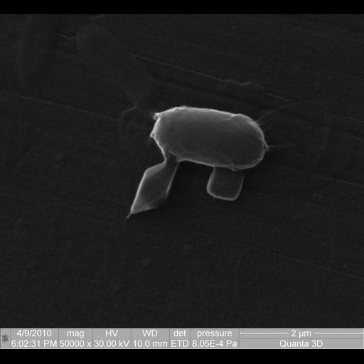  NCBI Organism:Bacillus thuringiensis; Cell Components:cell surface