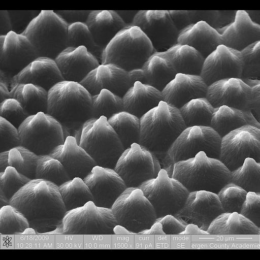  NCBI Organism:Nelumbo nucifera; Cell Types:epidermal cell