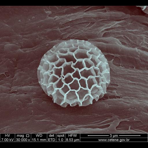  NCBI Organism:Myxogastria; Cell Components:cell surface