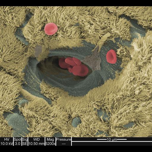  NCBI Organism:Mus musculus; Cell Types:erythrocyte, ciliated epithelial cell; Cell Components:cell surface, cilium;