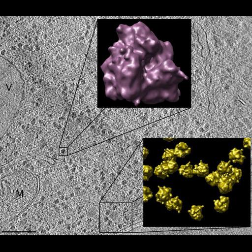  NCBI Organism:Saccharomyces cerevisiae; Cell Components:mitochondrion, vacuole, ribosome; Biological process:organelle organization