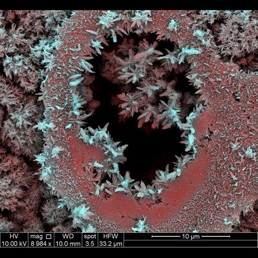  Cell Components:cell surface Biological process:biofilm formation, multi-species biofilm formation on inanimate substrate;