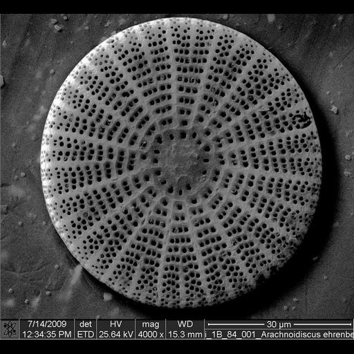  NCBI Organism:Bacillariophyta; Cell Components:, cell wall;