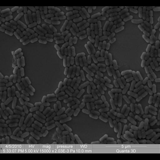  NCBI Organism:Listeria; Cell Components:cell surface Biological process:detection of bacterium