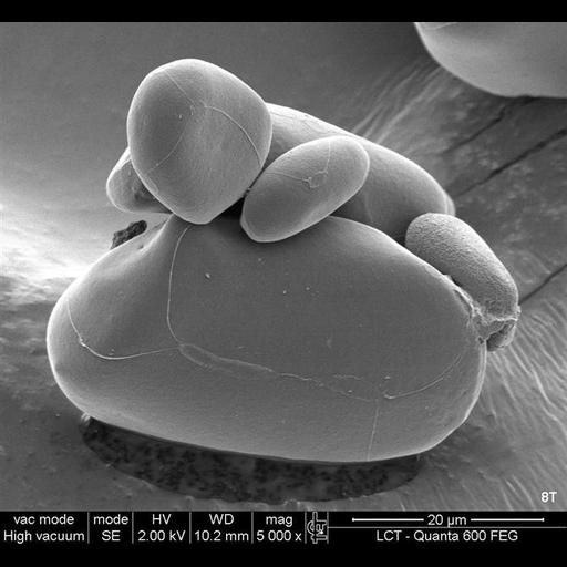  NCBI Organism:Musa;